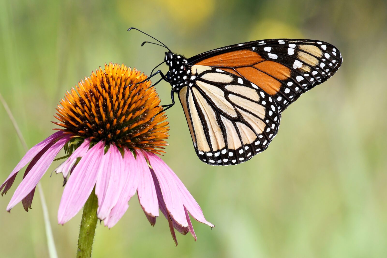 Piedra Herrada Monarch Butterfly Sanctuary